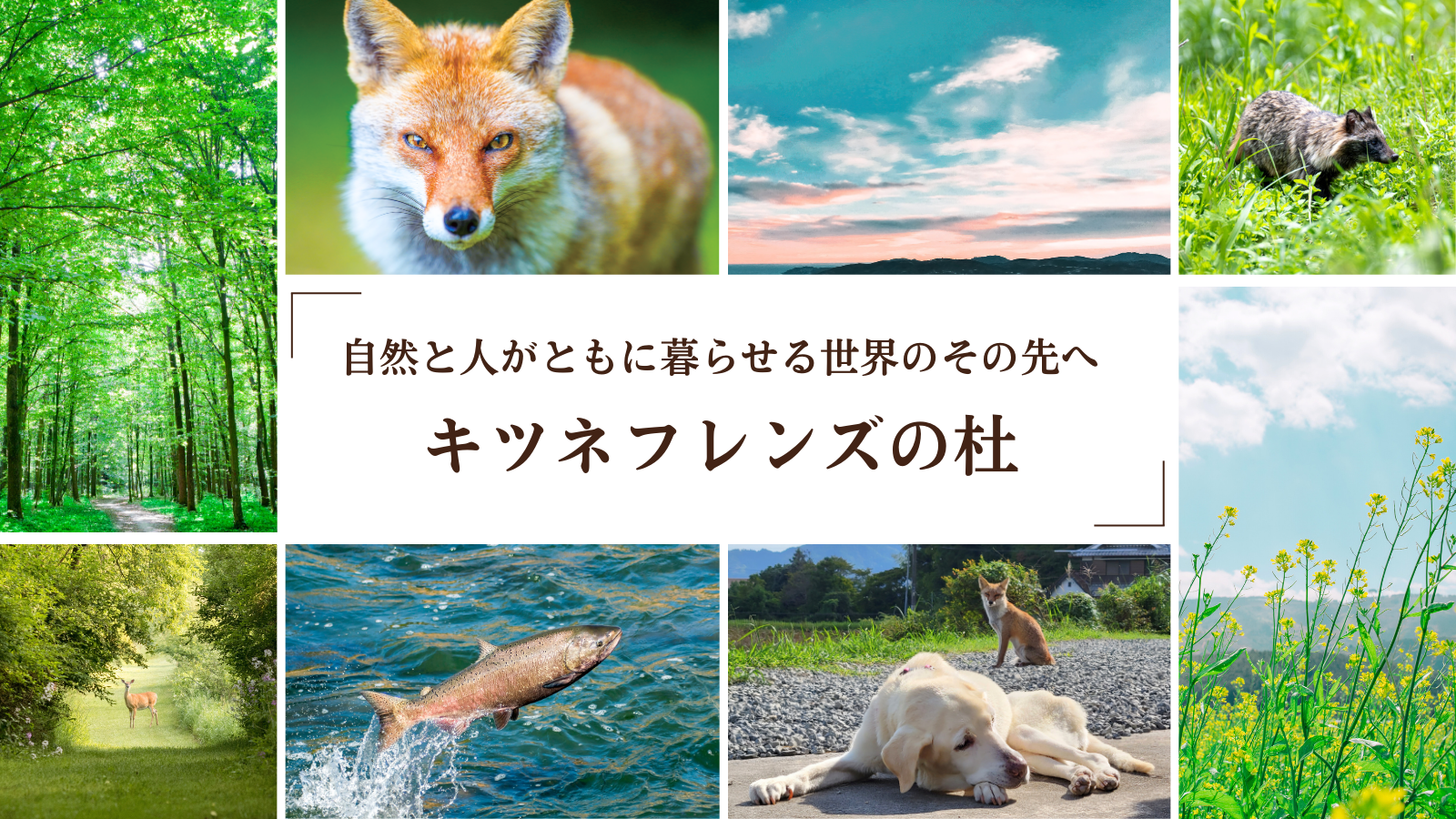 キツネフレンズの社